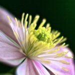 TCM im Frühling – Was die TCM Ihnen über den Frühling verrät