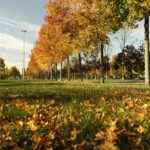 TCM im Herbst