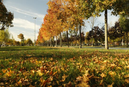 TCM im Herbst